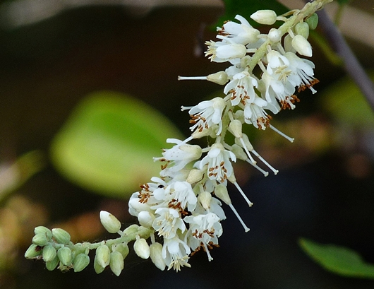 {Clethra alnifolia}